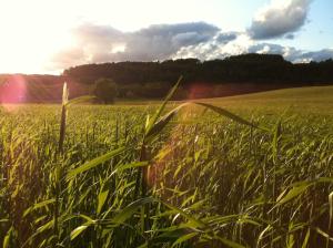 奥斯特基采Bea Hive的一片高大的草地,背着太阳