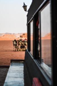 瓦迪拉姆Desert shine camp的一群动物在沙漠中行走的火车