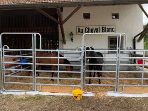AsuelAu Cheval Blanc的站在建筑物前门的马