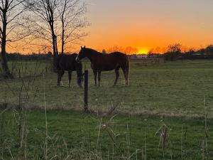 DrielB&B Driel的日落时分,两匹马站在田野上