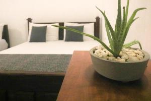 阿努拉德普勒Thidasa Holiday Resort的坐在床边桌子上的盆栽植物