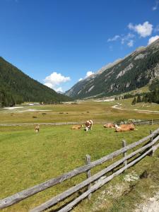 平茨高谷地霍勒尔斯巴赫任斯沃伍旅馆的一群奶牛躺在围栏旁边的田野里