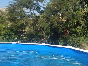 莫诺波利B&B Donna Luisa的一座绿树成荫的蓝色游泳池