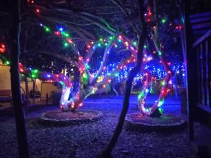 皮聪达Guest house Lev的一组以圣诞灯装饰的树木