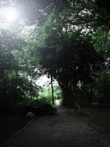 杜塞尔多夫卡萨别墅酒店的林中树木的路径