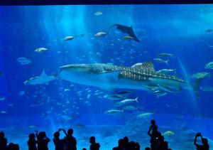 本部Royal View Hotel Churaumi的一群人在水族馆里看鲸鲨