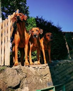 瓦尔腾斯堡Ferienwohnung Waltensburg的三只狗站在木栅栏旁边