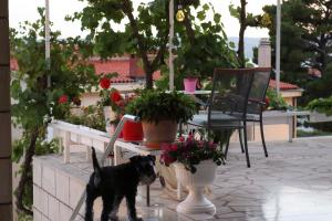 布雷拉艾米利亚公寓的一只小黑狗站在种有植物的庭院