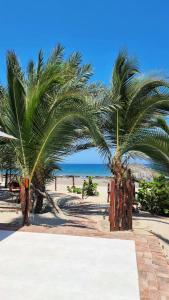 卡诺阿斯德蓬萨尔Punta del Norte Bungalows的海滩上的几棵棕榈树