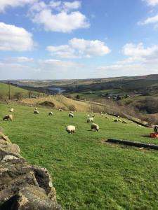 哈沃斯The Yorkshire Hosts - Fall in Green Cottage的一群羊在绿色的田野里放牧
