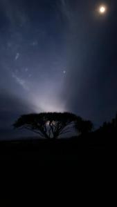 彼得勒蒂夫Forest Hill Country Lodge的野外的树,夜晚与月亮相映