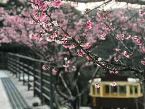 乌来乌来足立司拉温泉会馆的 ⁇ 旁的一排粉红色樱桃树