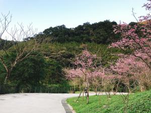 乌来乌来足立司拉温泉会馆的山坡上一条有粉红色花卉的道路