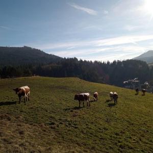Schwarzenbergs'heimatgfühl的一群站在田野上的牛