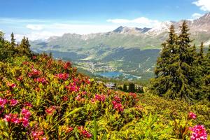 瓦尔贝拉维尔贝拉博斯特酒店的享有山谷和山上粉红色花卉的景色