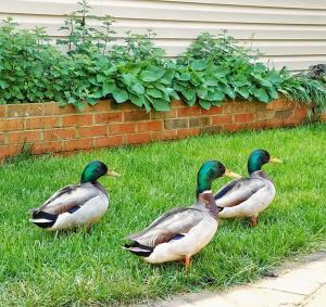 OxfordSandaway Suites & Beach的院子里三个鸭子坐在草地上