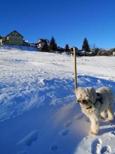 马瑟尔贝格斯科恩奥斯赫特酒店的一只狗站在雪中,嘴里拿着棍子