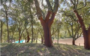 CarbucciaGîtes Carbuccia en Corse avec piscine chauffée的一群树木在有田野的公园里