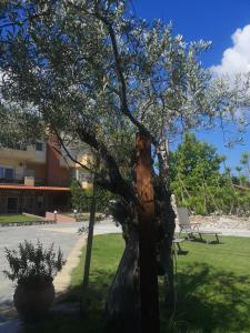 沃尔沃罗Makis Nest Family Apart-hotel Vourvourou的树上熊的雕像