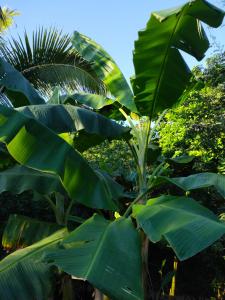 圣玛尔塔MIVALS的香蕉树,大片绿叶