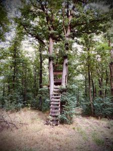 PilisszentlászlóHáz a Pilisben - mókus család a kertben的树林里爬上树的梯子
