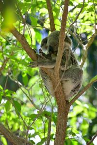 耐莉湾曼德勒阿马鲁度假村的考拉睡在树上
