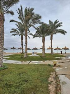 拉斯苏德尔شالية مجهز بالكامل موسي كوست Fully Equipped Chalet Mosa Coast的海滩上一群棕榈树和遮阳伞