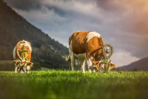施利尔塞Der Anderlbauer am See的两头奶牛在一片绿草丛中放牧