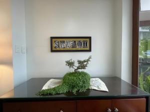 里奥班巴沙洛姆酒店的坐在玻璃桌前的植物