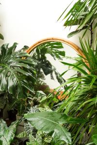 绥和市Laé Hostel的房间里的一束绿色植物