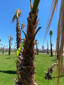 艾瓦勒克Ayvalık Sea Resort的棕榈树在草地上,棕榈树成荫