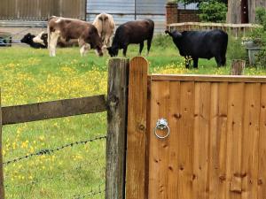 ShermanburyHoliday Home Woodhouse-5 by Interhome的一群牛在围栏后面的田野里放牧