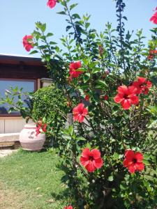 穆拉沃拉Il Falconiere的房屋前有红花的灌木