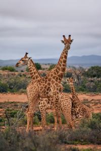 SteytlervilleRoyal Karoo Safari Lodge的一群长颈鹿站在一个田野里