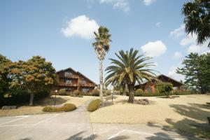 西归浦市阳光明媚济州岛度假屋的两棵棕榈树,在房子前面的停车场