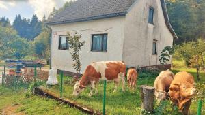 科切维Grajska kmetija的一群牛在房子前面的草地上放牧