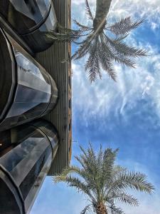 巴格达Babylon Rotana Hotel的棕榈树,旁边是一座建筑和一棵棕榈树