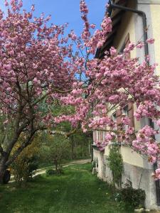 万根伊姆阿尔戈伊Ferienhof Weber Nieratz的一座建筑物旁一棵树,上面有粉红色的花朵