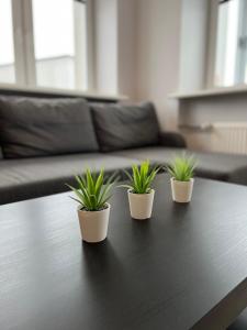 Naujoji AkmenėAkmene Center Apartment的客厅桌子上坐着三株盆栽植物