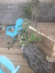 圣菲利普Résidence L' ALAMANDA的蓝色椅子和墙边的盆栽植物