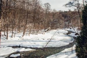 索洛钦Августин的树木林中积雪覆盖的小溪