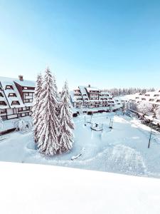 科帕奥尼克Apartments Suncani Vrhovi Kopaonik的雪地覆盖着一个雪地的度假胜地,雪地里有一棵圣诞树