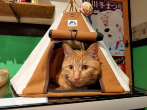 旭川旭川莱德旅馆的一只橙色的猫坐在袋子里