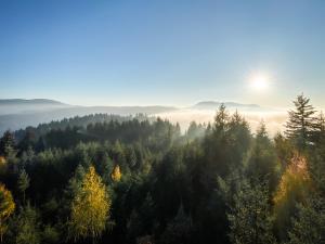 哥根巴赫Ferienwohnung Vergissmeinnicht的一片有太阳的雾 ⁇ 的森林