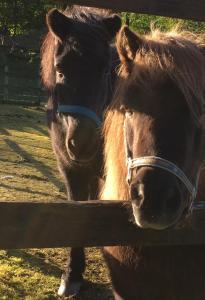 LonevågSkjerping gård的两匹马站在围栏旁边
