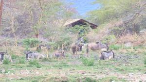 姆托瓦姆布Africa Safari Lake Manyara located inside a wildlife park的一群站在田野上的动物