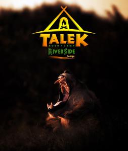 塔勒克塔乐克丛林露营地，马赛马拉的一张大猩猩嘴张开的照片