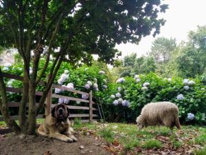 庞特维德拉Villa tana, casa compartida的一只狗坐在野外的羊旁边