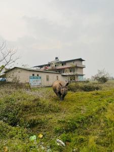 索拉哈Hotel Tree Tops的站在建筑前的田野上的 ⁇ 牛