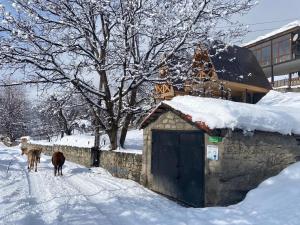 梅斯蒂亚达塔旅馆的两头奶牛在大楼旁边的雪地里散步